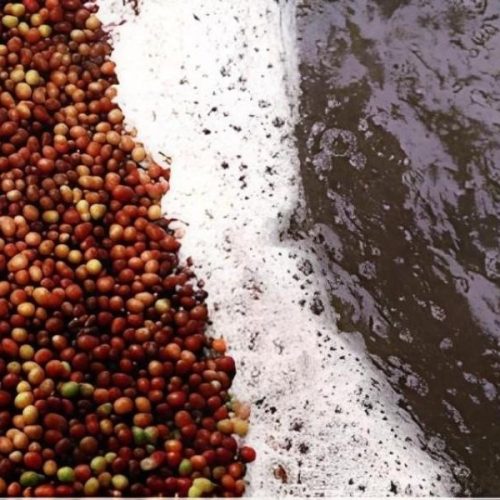 pengolahan kopi basah dan kering