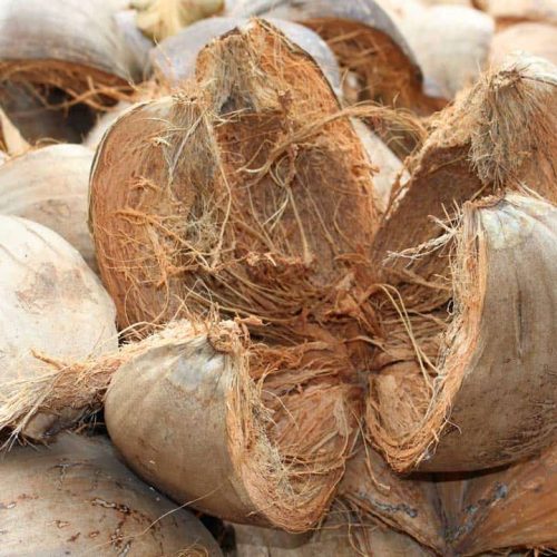 Penyuluhan Sabut Kelapa sebagai Solusi Reklamasi