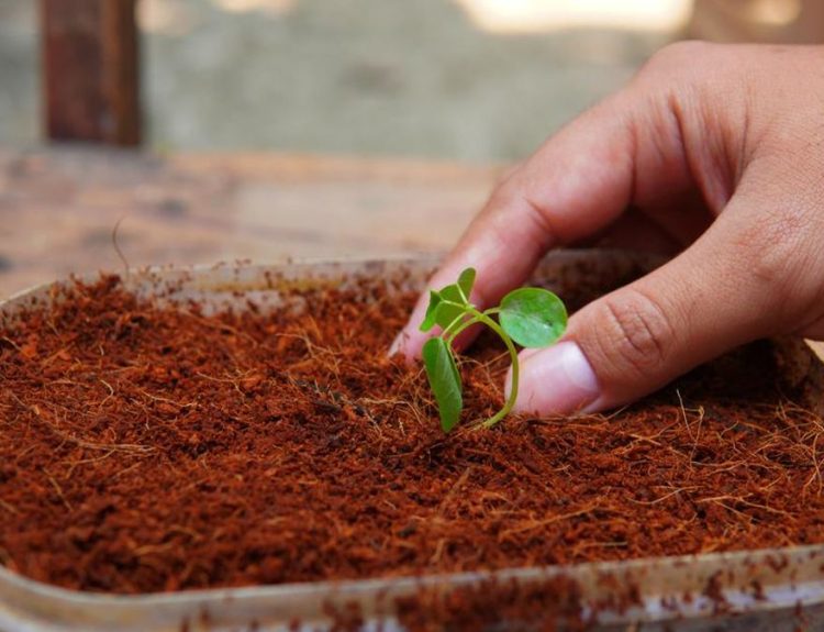 sabut kelapa sebagai media tanam tanaman herbal tropis