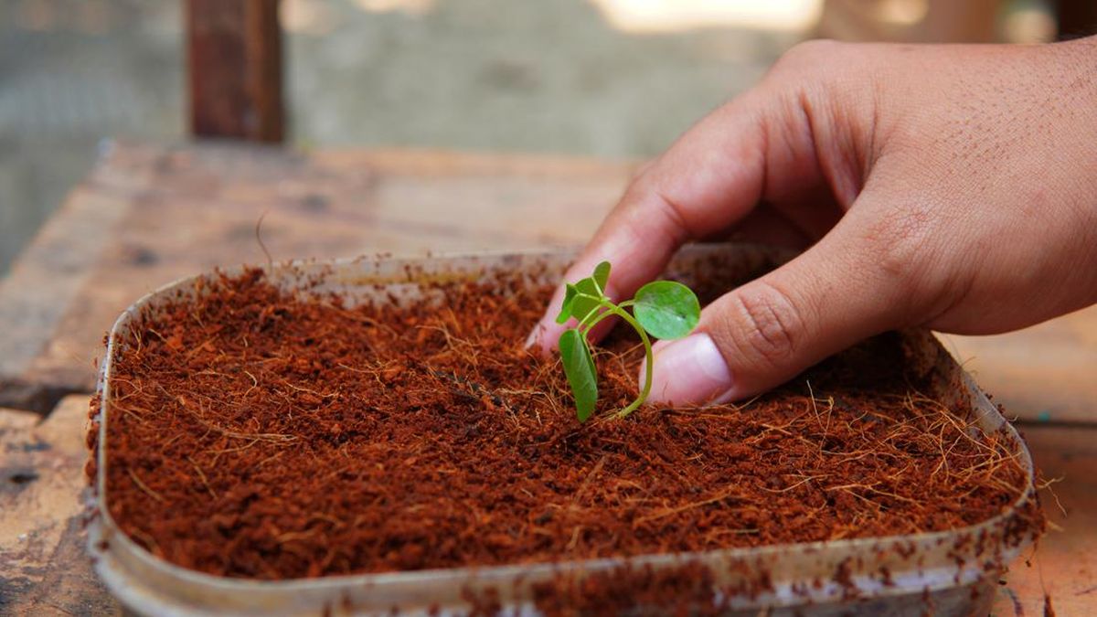 sabut kelapa sebagai media tanam tanaman herbal tropis