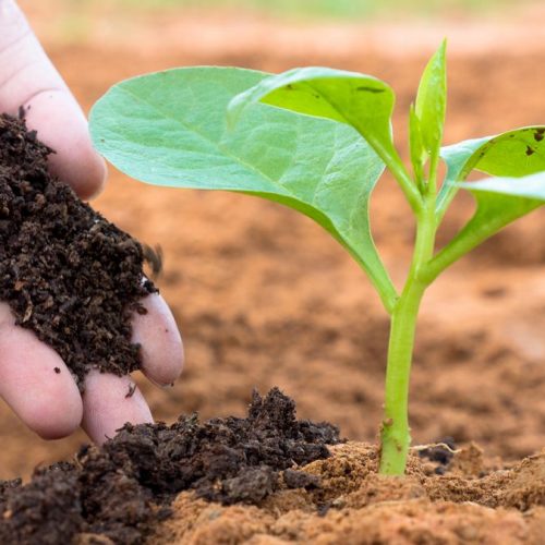 Sabut kelapa sebagai media penyimpan air di kebun hortikultura