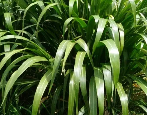 hijauan mudah tumbuh stabil