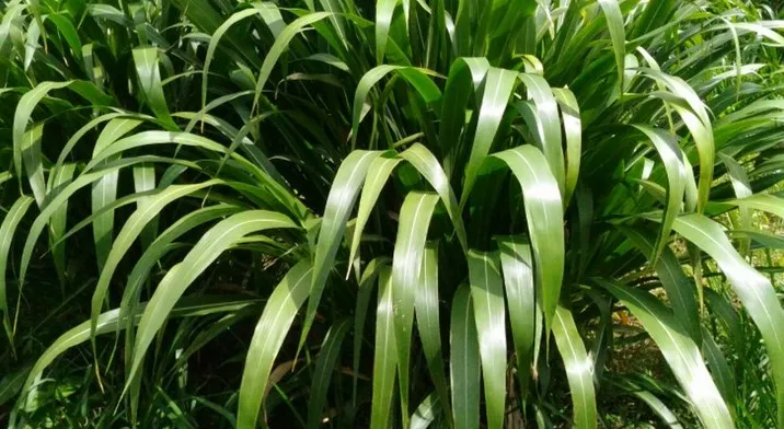 hijauan mudah tumbuh stabil