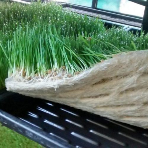 pakan hijau alternatif unggulan