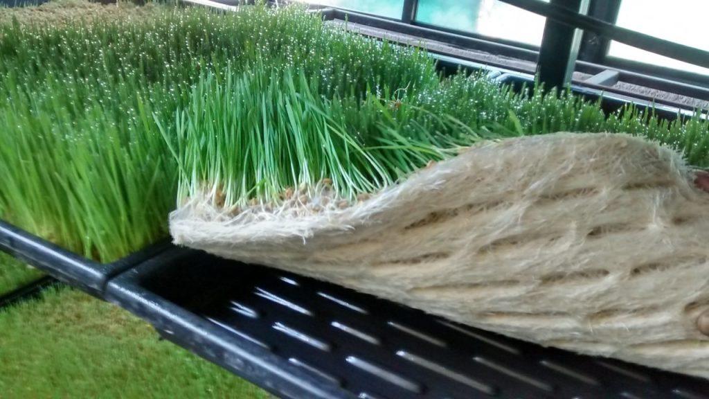 pakan hijau alternatif unggulan