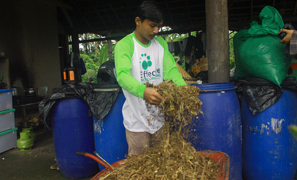 rumput fermentasi untuk ternak