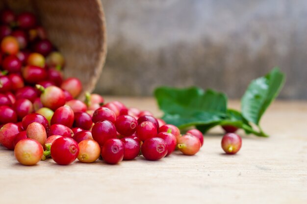 menjaga kualitas biji kopi