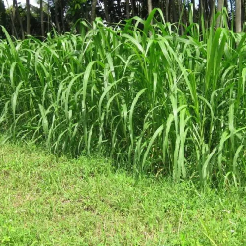 pemanenan rumput waktu ideal