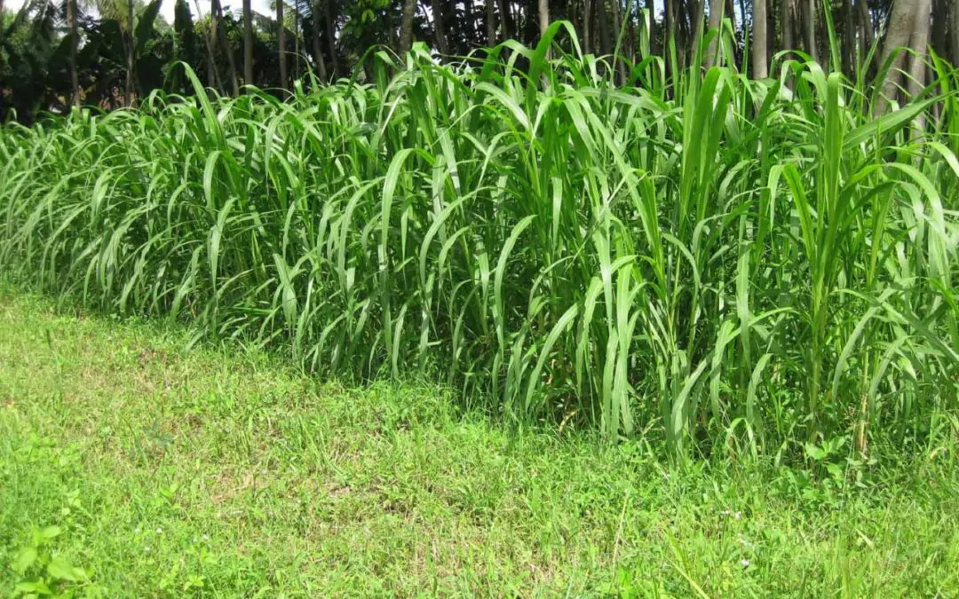 pemanenan rumput waktu ideal