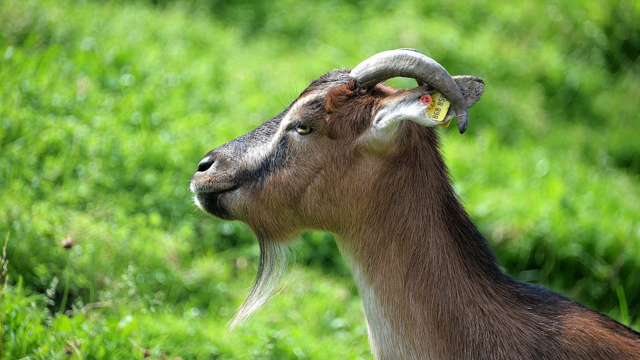 ternak kambing menguntungkan