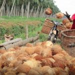 Coconut Waste for Sustainable Power Solutions