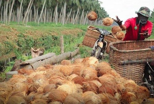 Persebaran Kelapa di Indonesia