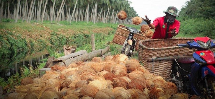 Persebaran Kelapa di Indonesia