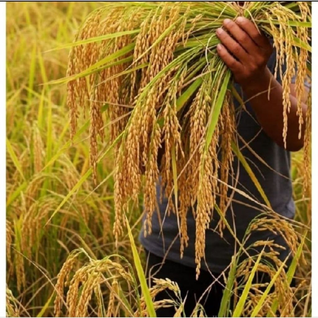 gabah dan batang