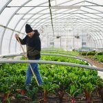 Cara Memulai Usaha Greenhouse Pemula Agar Sukses