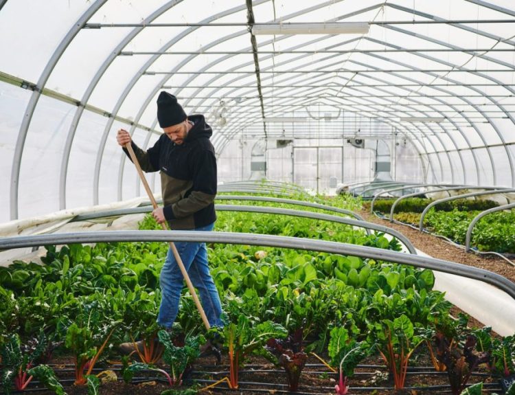 Cara Memulai Usaha Greenhouse Pemula Agar Sukses