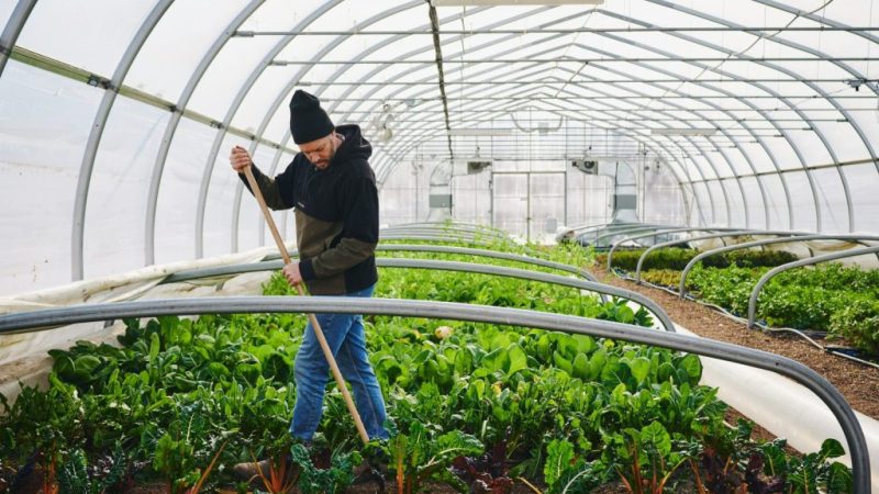 Cara Memulai Usaha Greenhouse Pemula Agar Sukses