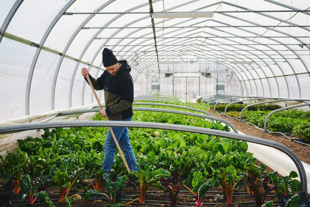 Cara Memulai Usaha Greenhouse Pemula Agar Sukses