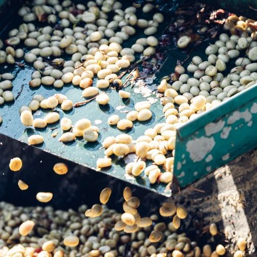 Cara Mengolah Kopi Basah Setelah Panen Agar Berkualitas