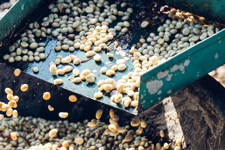 Cara Mengolah Kopi Basah Setelah Panen Agar Berkualitas