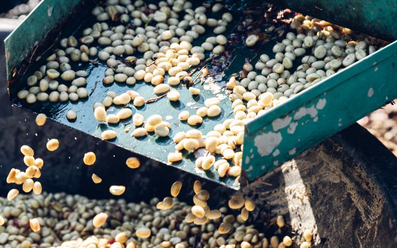Cara Mengolah Kopi Basah Setelah Panen Agar Berkualitas