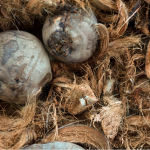 Cara Mengolah Sabut Kelapa Jadi Produk Bernilai Tinggi