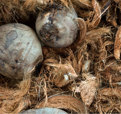 Cara Mengolah Sabut Kelapa Jadi Produk Bernilai Tinggi