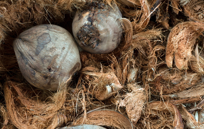 Cara Mengolah Sabut Kelapa Jadi Produk Bernilai Tinggi