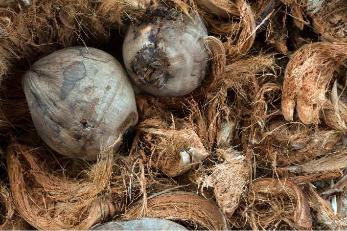 Cara Mengolah Sabut Kelapa Jadi Produk Bernilai Tinggi