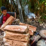 Cara Mengolah Batang Sagu Mudah Untuk Pemula