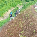 Mengoptimalkan Lahan Budidaya Lewat Cocomesh Sabut Kelapa untuk Perkebunan Hijau