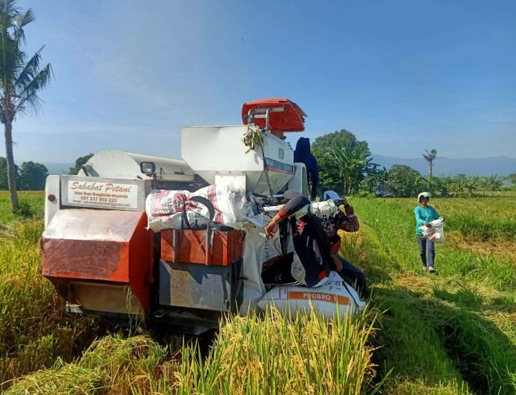 Tips Memilih Mesin Panen Padi Untuk Petani