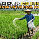 Cara Memupuk Padi Sawah yang Benar agar Panen Maksimal