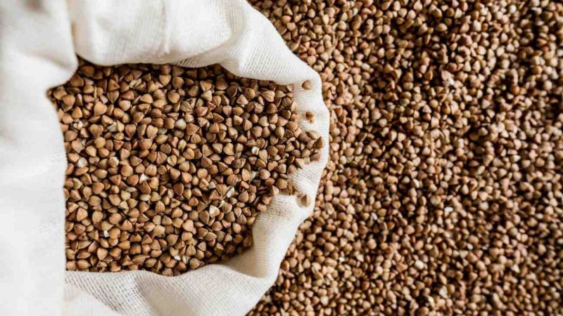 5 Tips Mempercepat Proses Pengeringan Hasil Panen Tanpa Merusak Biji