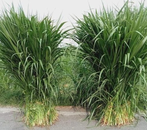 penyebab pakan hijauan cepat rusak saat penyimpanan