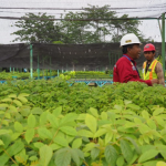 Cara Meningkatkan Tingkat Hidup Tanaman pada Reklamasi agar Revegetasi Lebih Berhasil