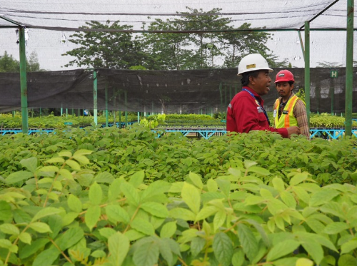 Strategi meningkatkan tingkat hidup tanaman pada reklamasi