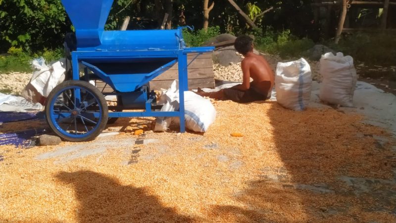 Solusi Menghemat Waktu Pemipilan Jagung agar Proses Pascapanen Lebih Efisien