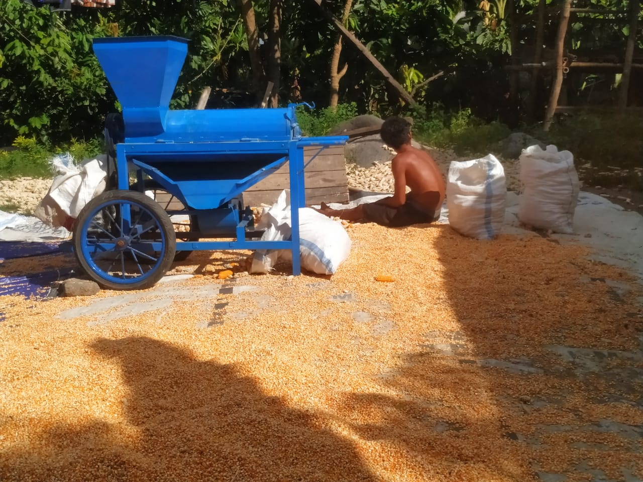 solusi menghemat waktu pemipilan jagung