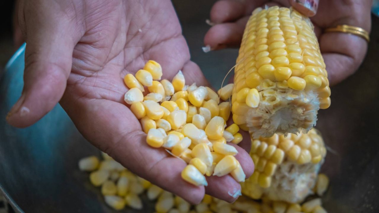 solusi mempercepat pemisahan biji jagung