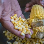 Solusi Mempercepat Pemisahan Biji Jagung agar Proses Panen Lebih Efisien