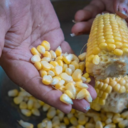 solusi mempercepat pemisahan biji jagung