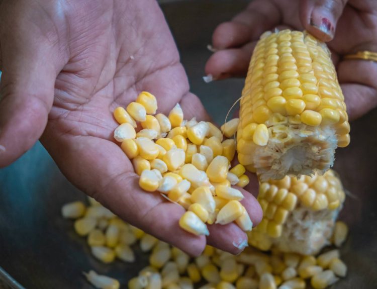 solusi mempercepat pemisahan biji jagung