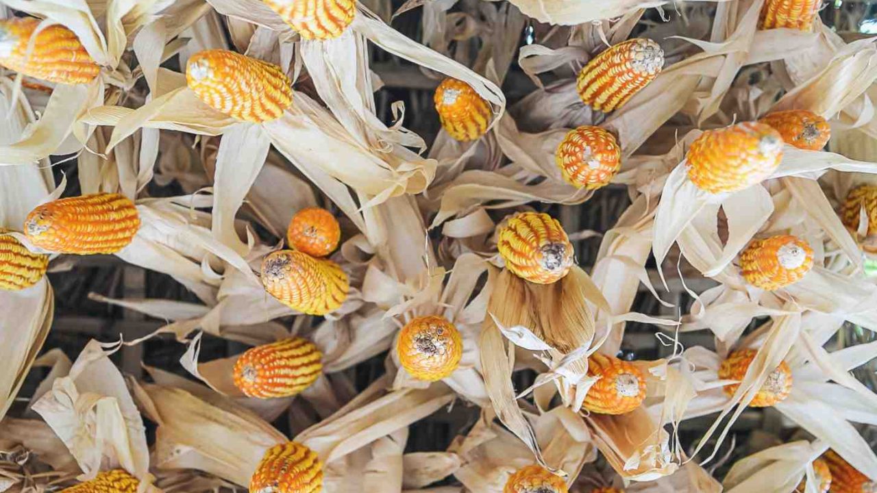 tips menangani jagung panen