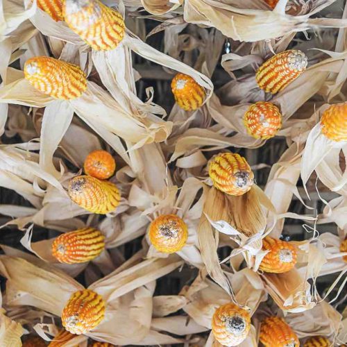 tips menangani jagung panen