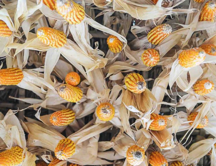 tips menangani jagung panen