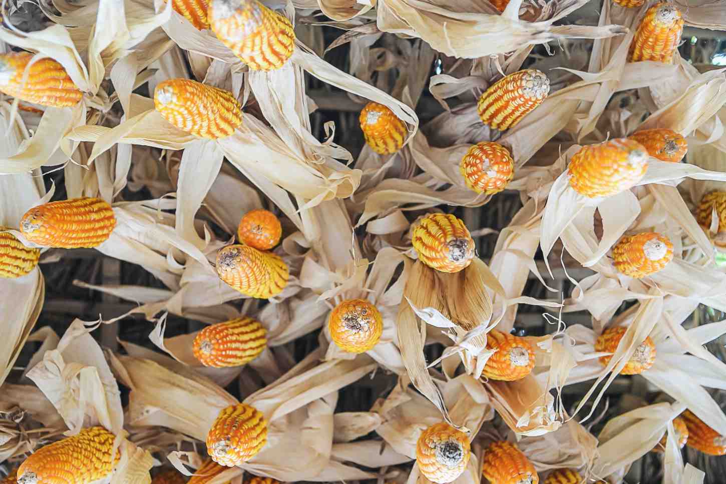 tips menangani jagung panen