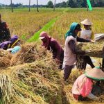 Mengapa Proses Perontokan Membutuhkan Banyak Tenaga? Ini Penyebabnya