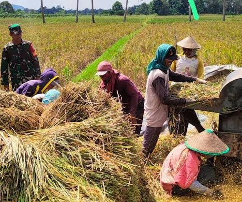 penyebab proses perontokan membutuhkan banyak tenaga