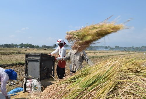 mesin perontok gabah dari jerami